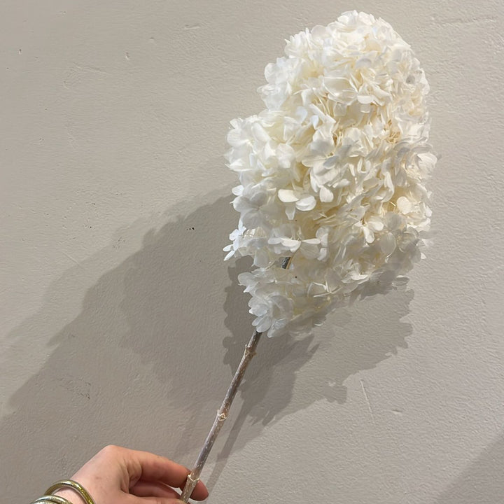 Hortensia stabilisée conique sur tige