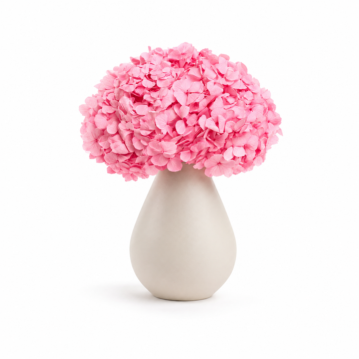 Tête Hortensia stabilisé