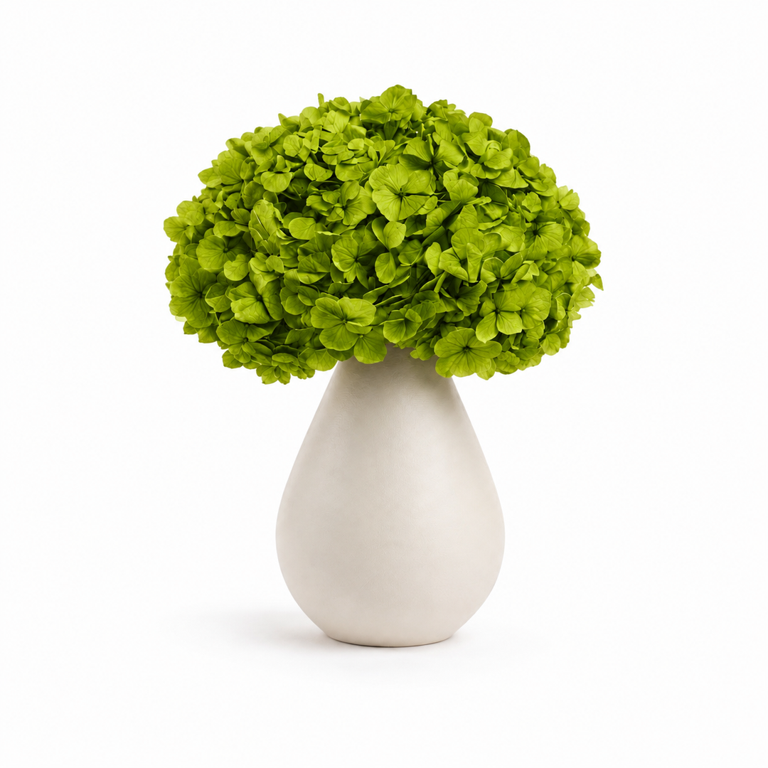 Tête Hortensia stabilisé