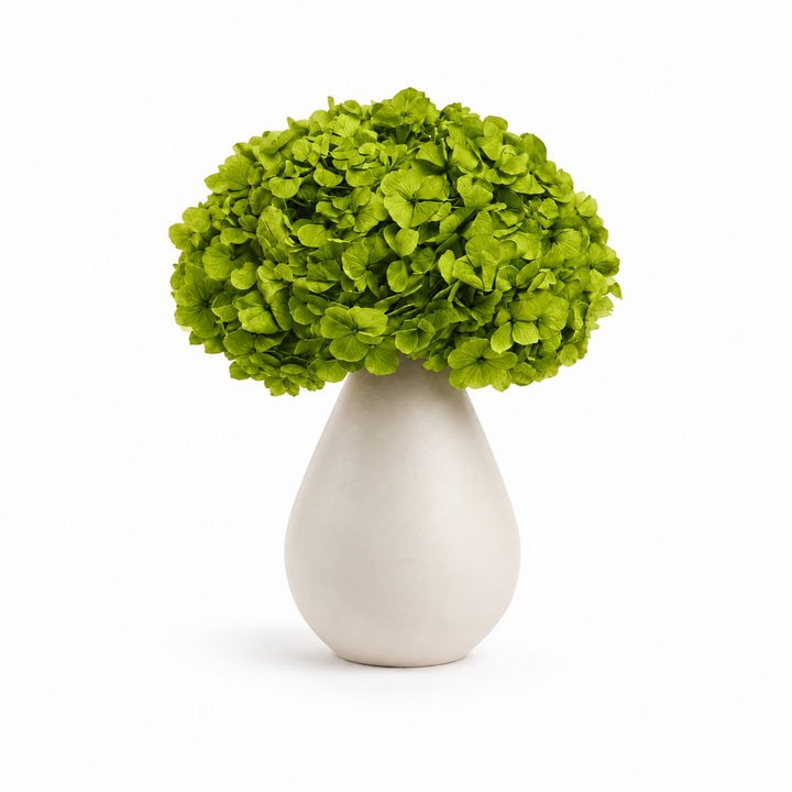 Tête Hortensia stabilisé