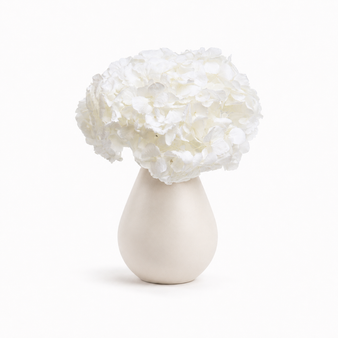 Tête Hortensia stabilisé