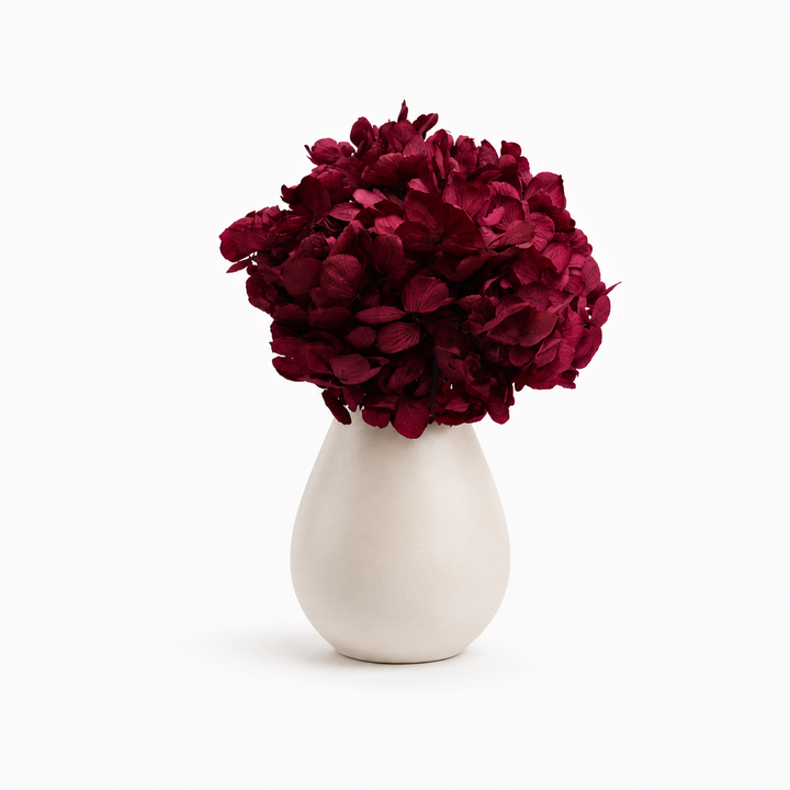 Tête Hortensia stabilisé