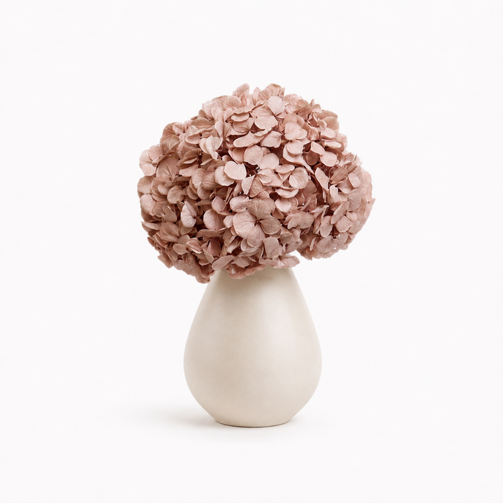 Tête Hortensia stabilisé
