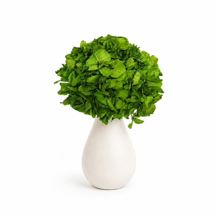 Tête Hortensia stabilisé