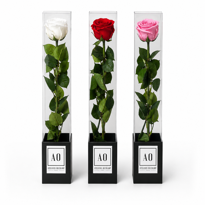 Rose stabilisée standard sur tige dans étuis