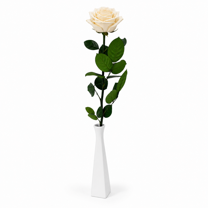 Rose stabilisée premium sur grande tige