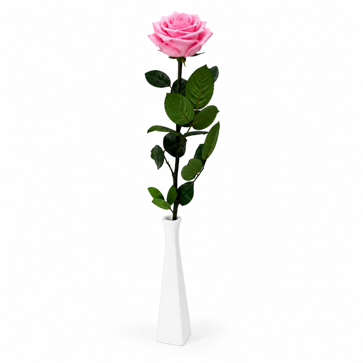 Rose stabilisée premium sur grande tige