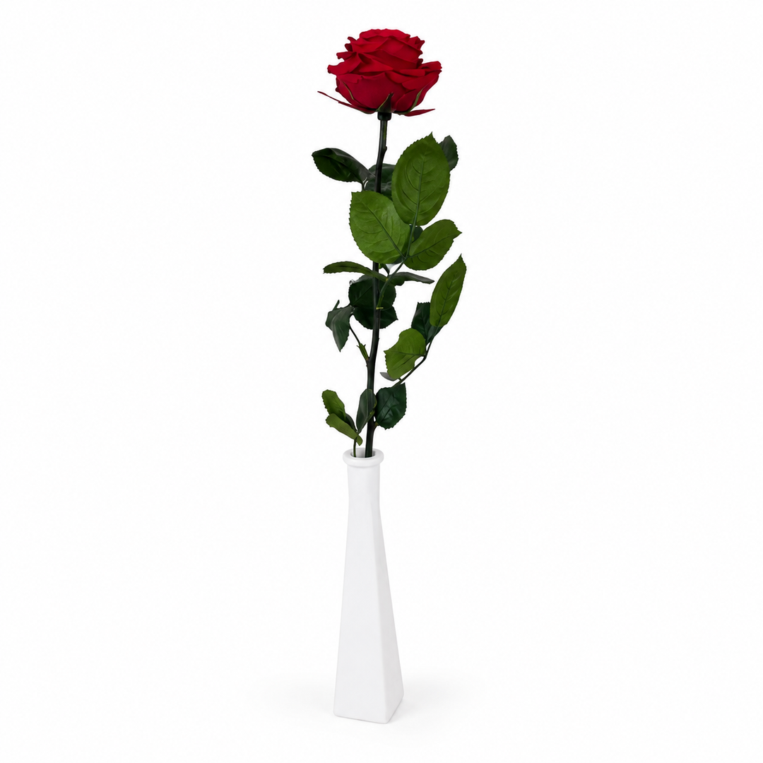 Rose stabilisée premium sur grande tige