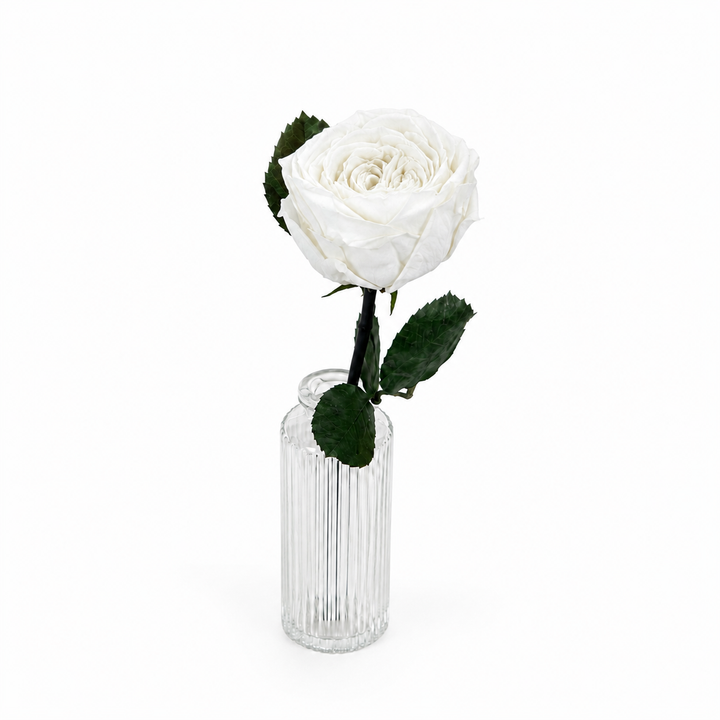 Rose anglaise stabilisée sur petite tige