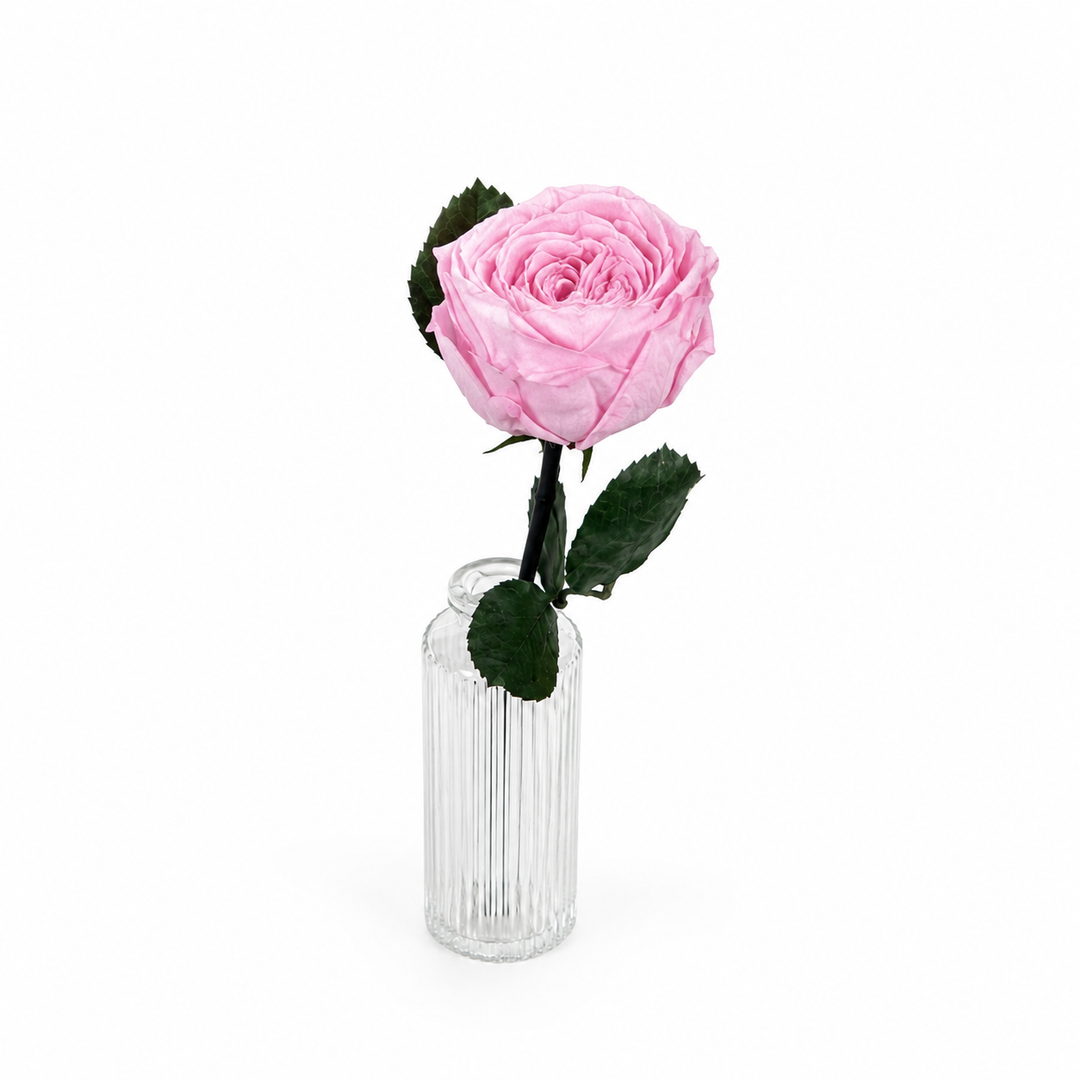 Rose anglaise stabilisée sur petite tige
