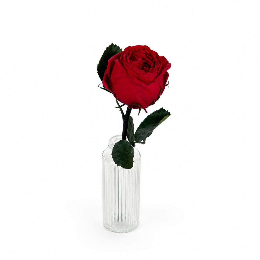 Rose anglaise stabilisée sur petite tige