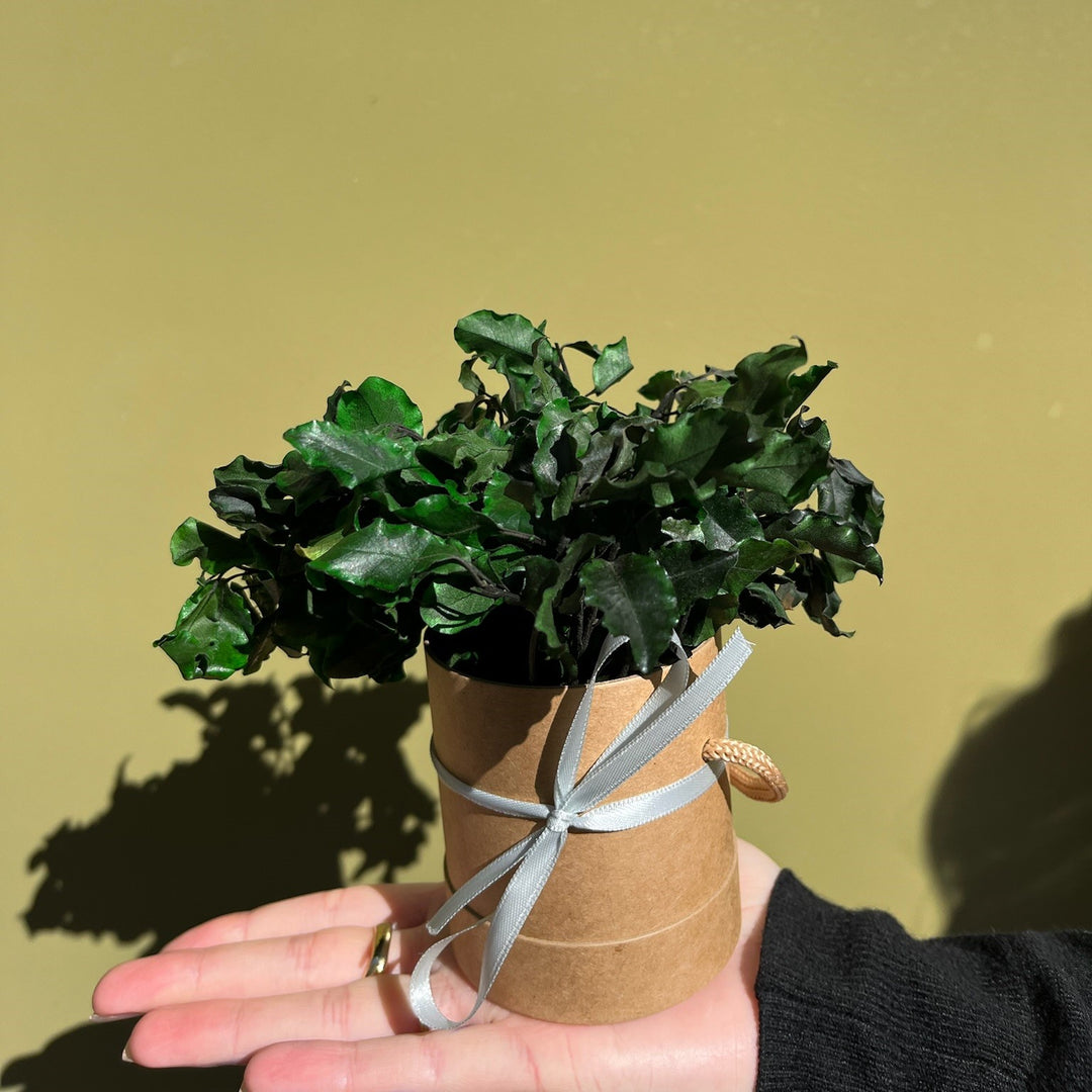 Petite plante pittosporum