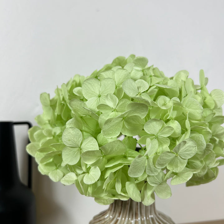 Tête Hortensia stabilisé