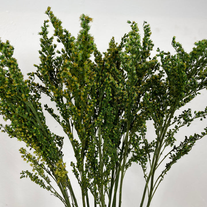 Solidago stabilise