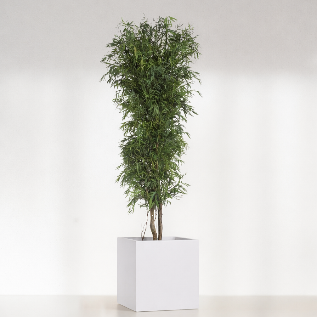Arbre Eucalyptus Stabilisée - fin