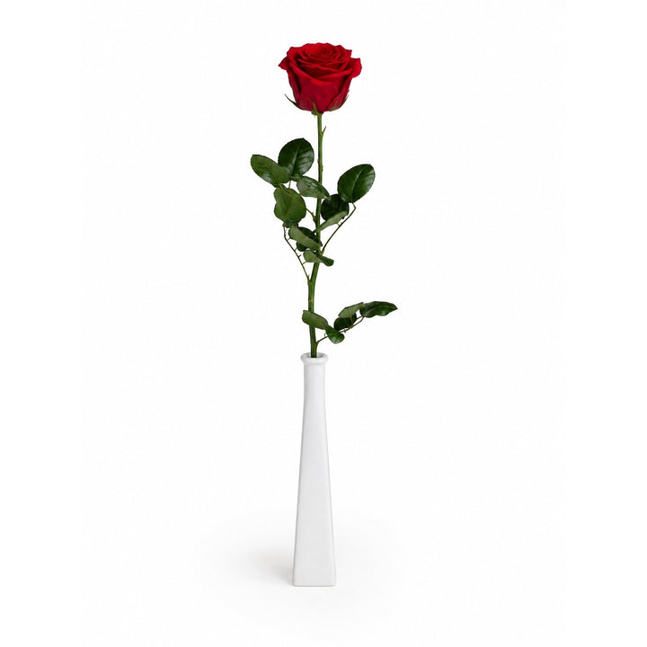 Rose stabilisée standard sur grande tige