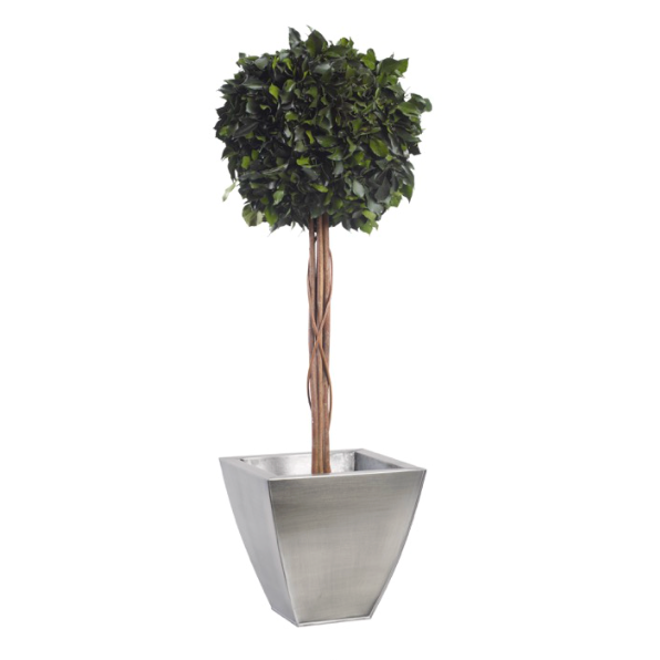 Arbre Topiaire stabilisé  - 1 sphère- Lierre