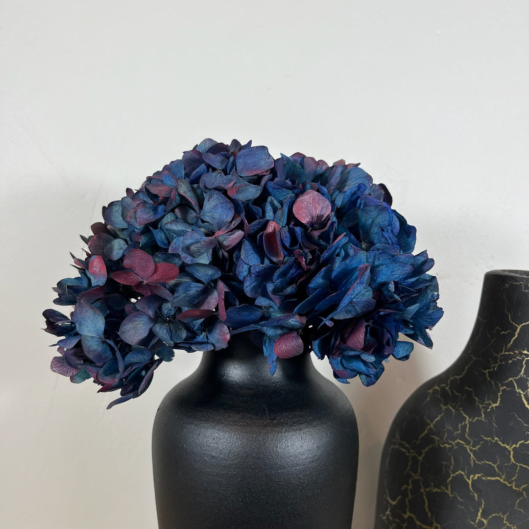 Tete_hortensia_stabilis_bicolore bleu rouge