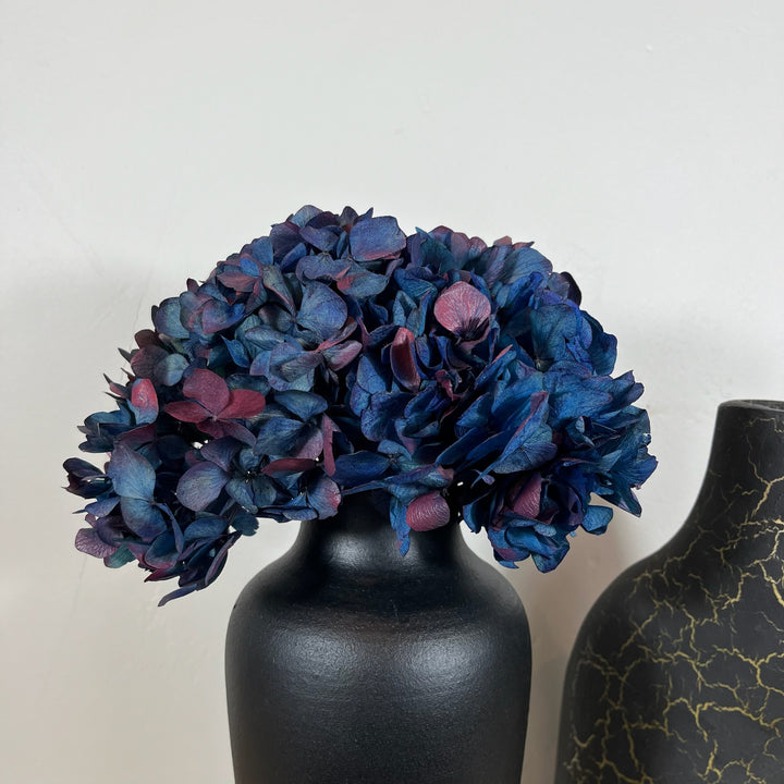 Tete_hortensia_stabilis_bicolore bleu rouge