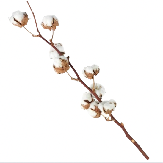 Tige fleurs de coton séchées | Ateliers Ouchamp