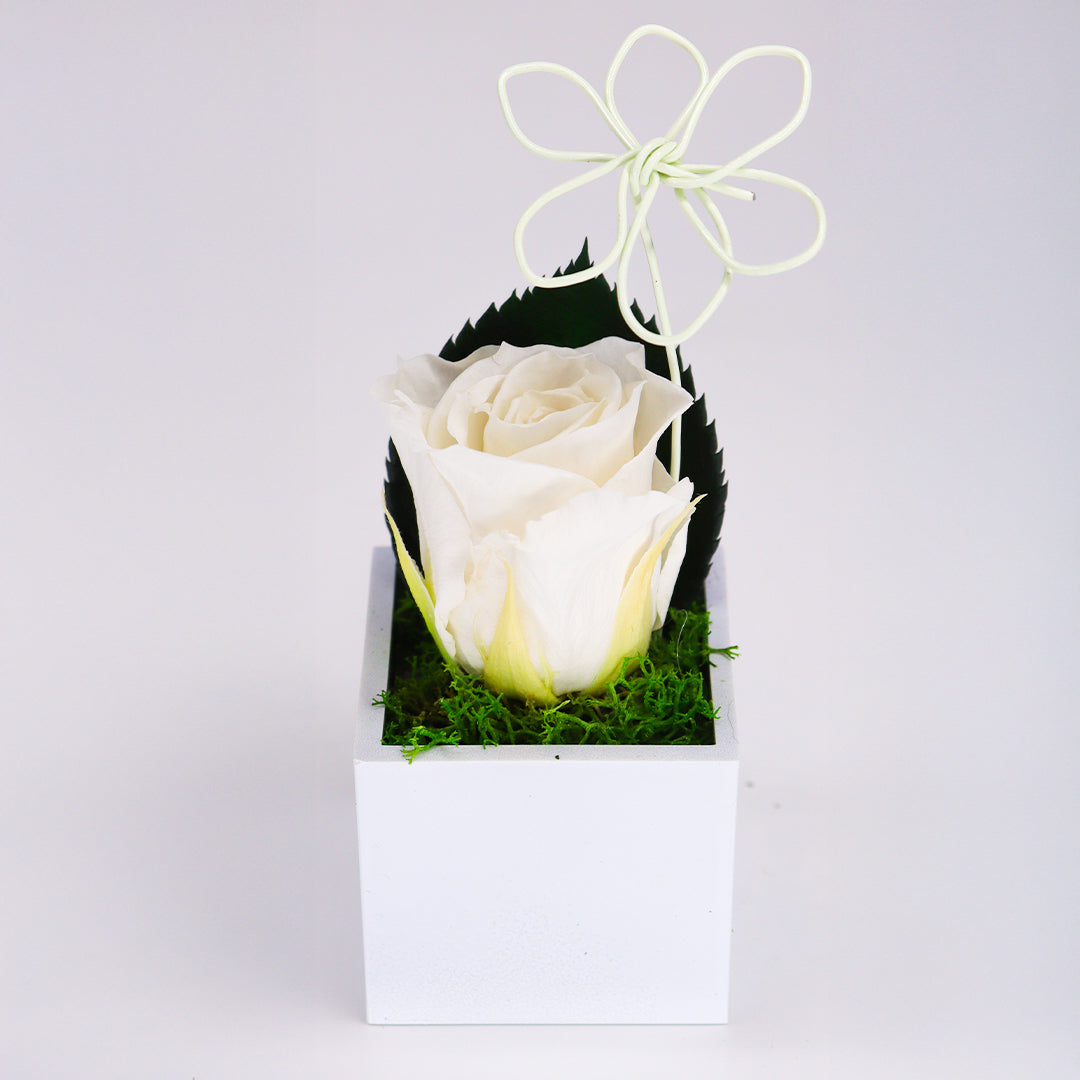 Rose stabilisée avec aimant