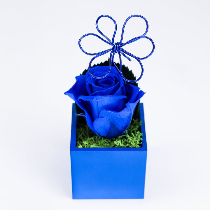 Rose stabilisée avec aimant