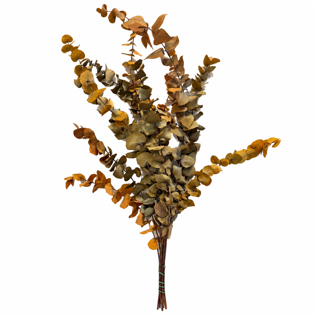 Botte eucalyptus stabilisé - Stuartiana