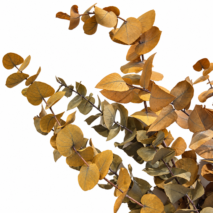 Botte eucalyptus stabilisé - Stuartiana