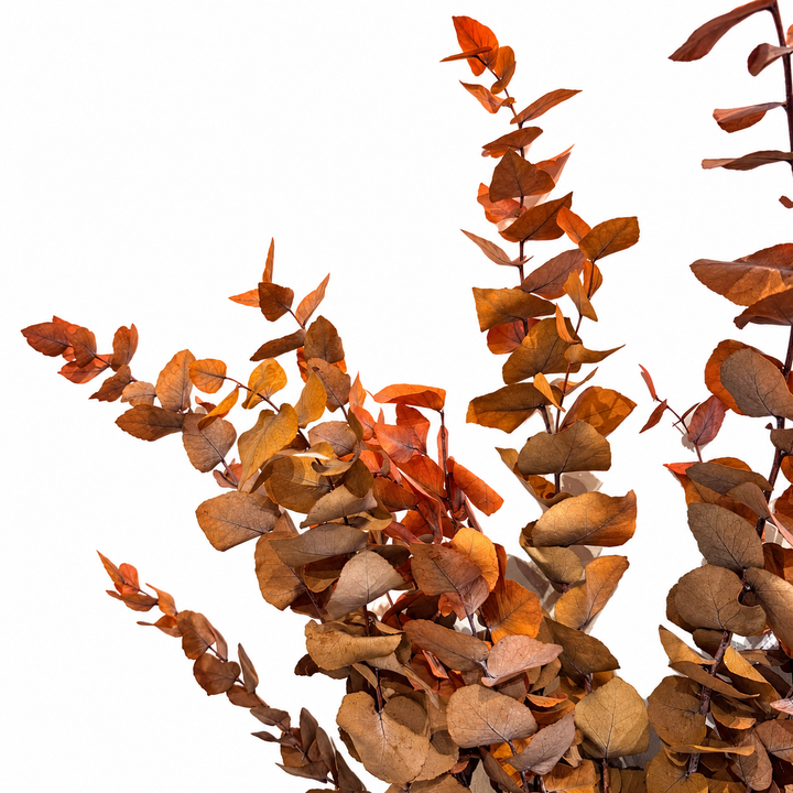 Botte eucalyptus stabilisé - Stuartiana