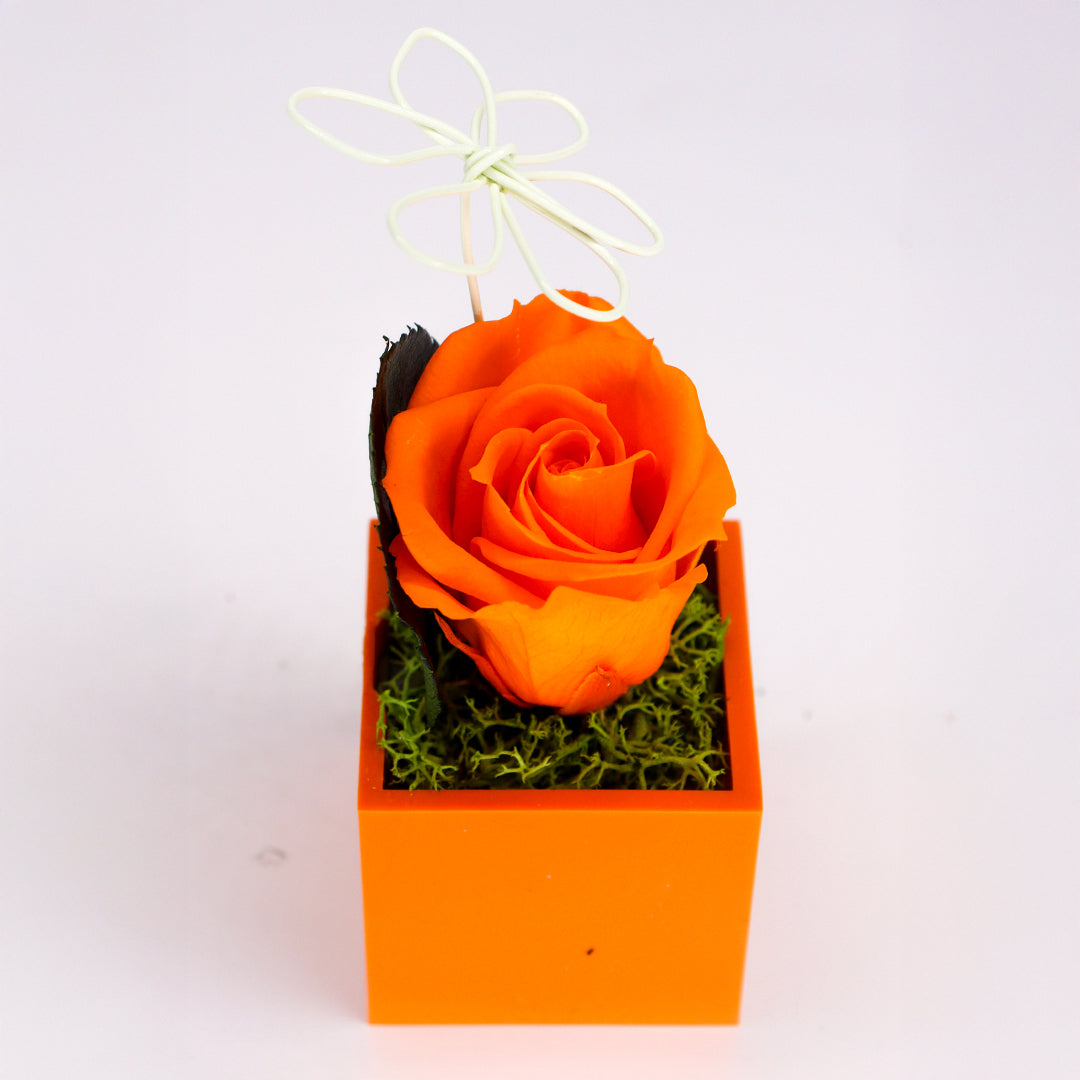 Rose stabilisée avec aimant