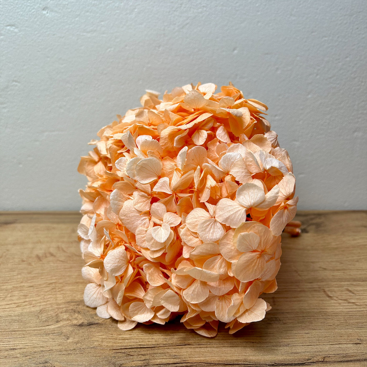 Tête Hortensia stabilisé Orange pastel  | Ateliers Ouchamp