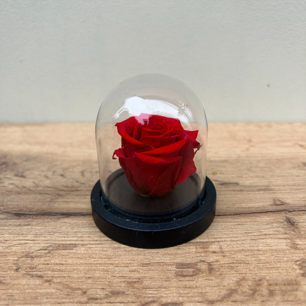 Mini cloche rose stabilisée "Rue des Dames" rouge