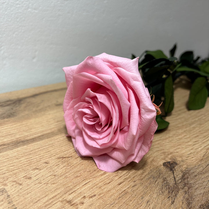 Rose stabilisée premium sur grande tige