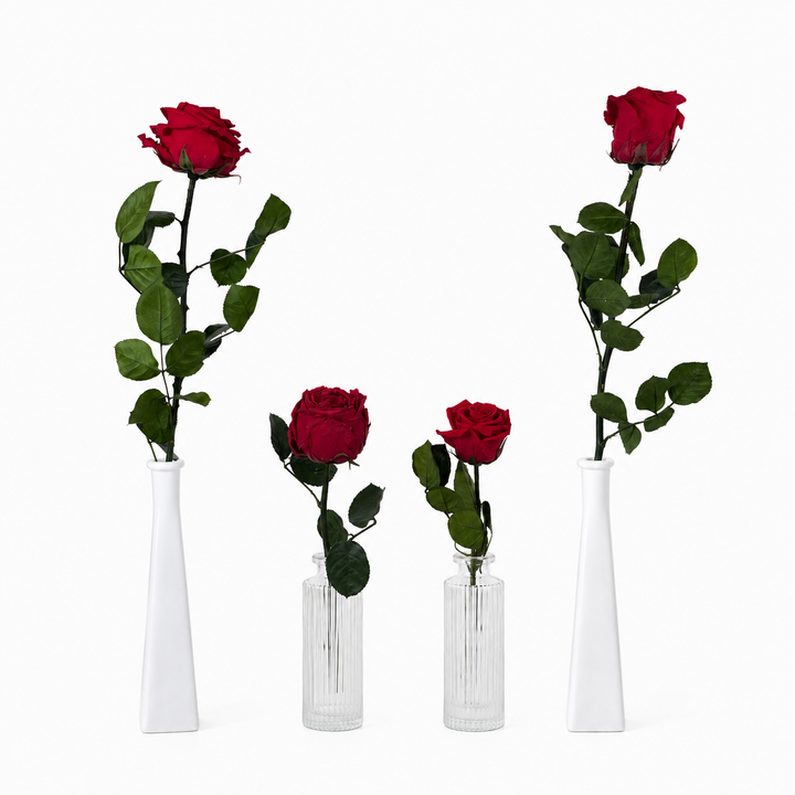 Rose stabilisée standard sur grande tige