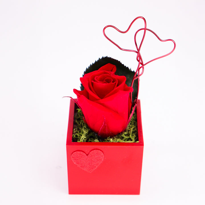 Rose stabilisée avec aimant