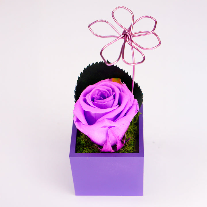 Rose stabilisée avec aimant