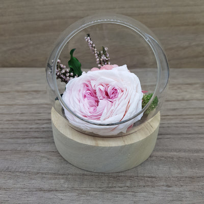 Bulle en fleurs stabilisées éternelles composé de Rose Pivoine, Hortensia, Bruyère, Pitosporum & Lichen. Vu de face