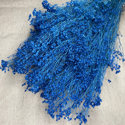 Broom Bleu