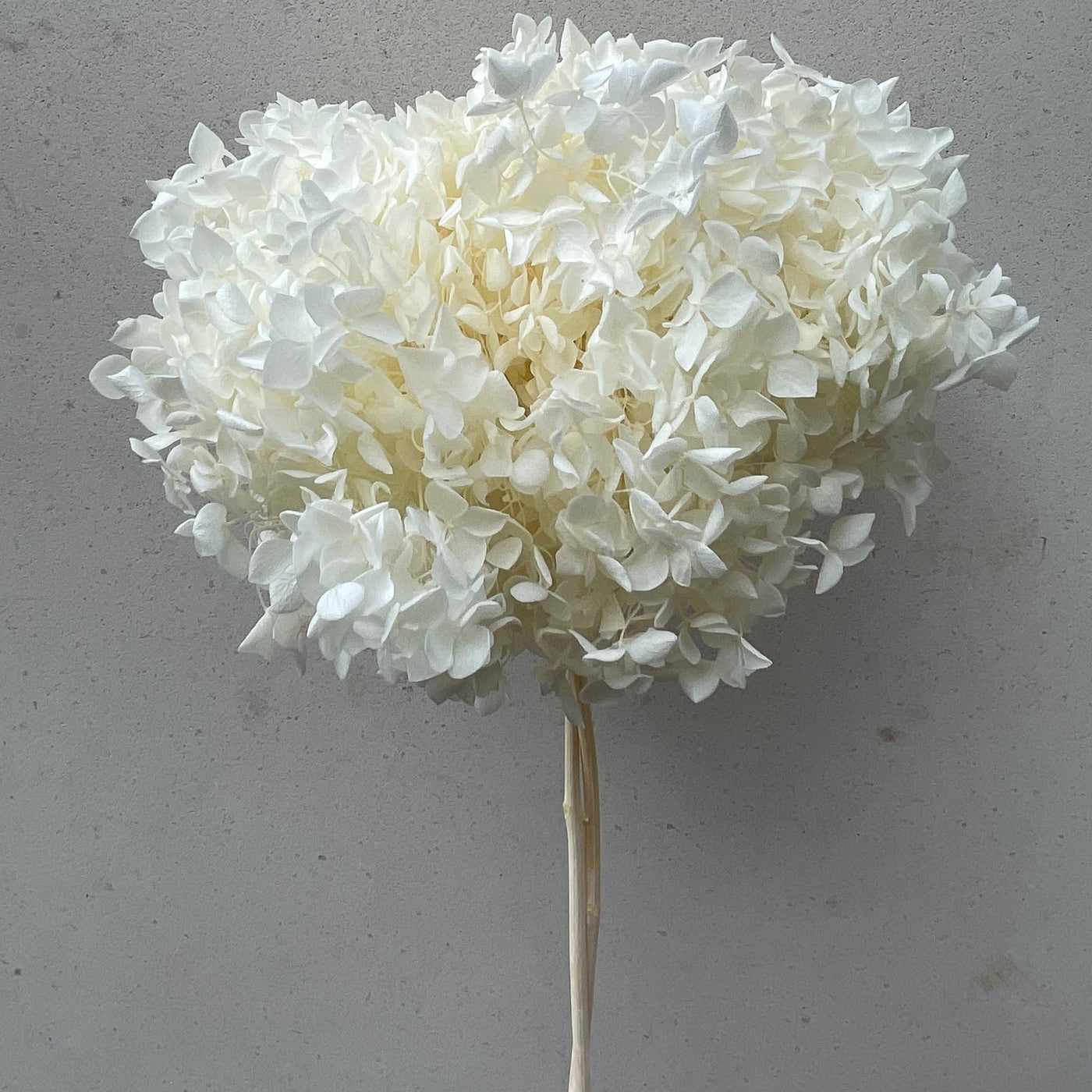 Hortensia Blanc sur Tige Stabilisé | Ateliers Ouchamp