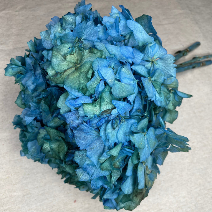 Tete_hortensia_stabilis_bicolore bleu vert