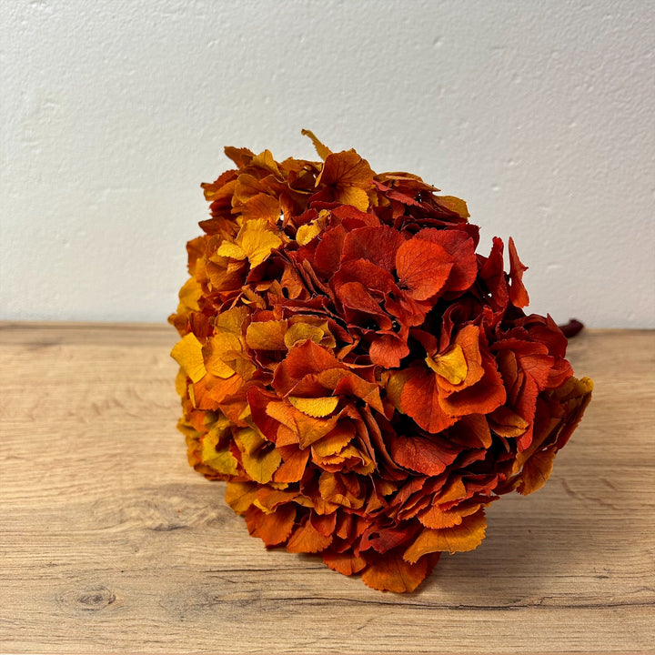 Tete_hortensia_stabilis_bicolore moutarde orange