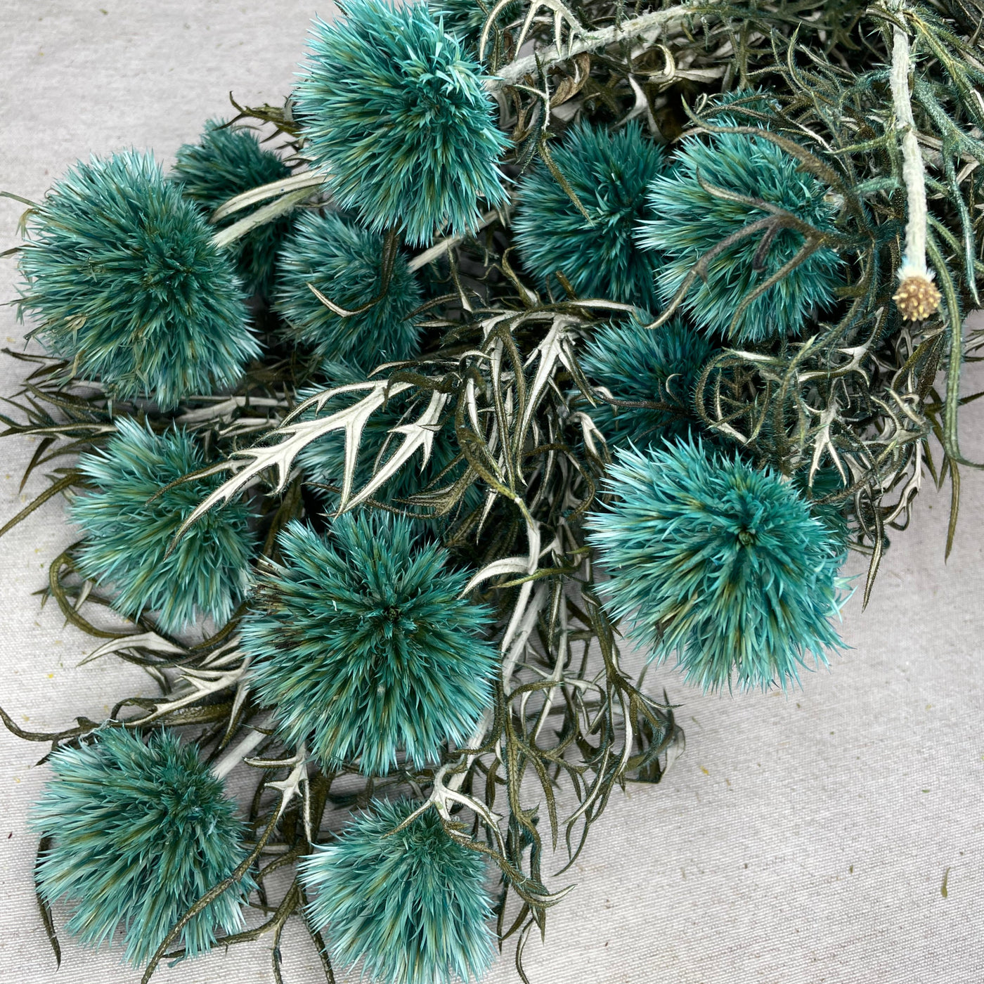 Botte chardon echinops stabilisé bleu turquoise