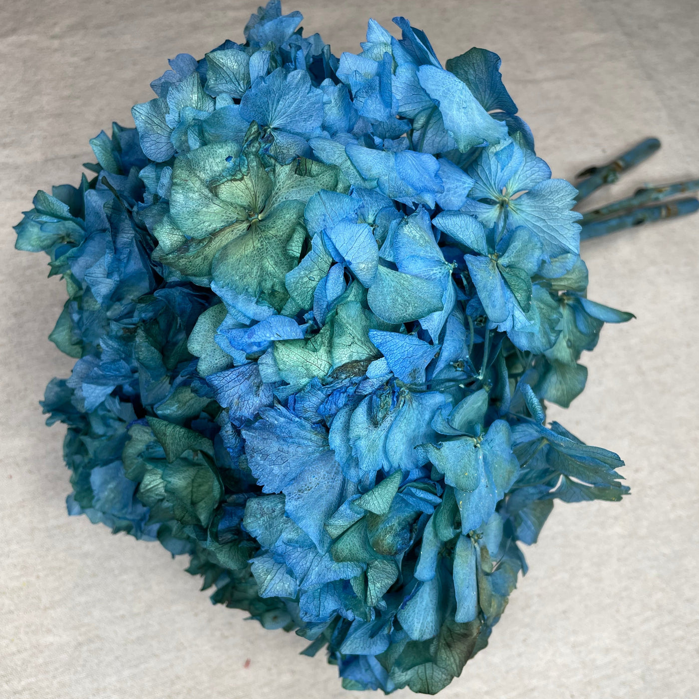 Tête Hortensia stabilisé Bicolore Bleu Vert | Ateliers Ouchamp