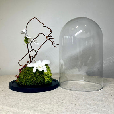 Cloche en fleur stabilisée éternelle composé d'Orchidée, Pepper tree & Mousse. En dehors de la cloche