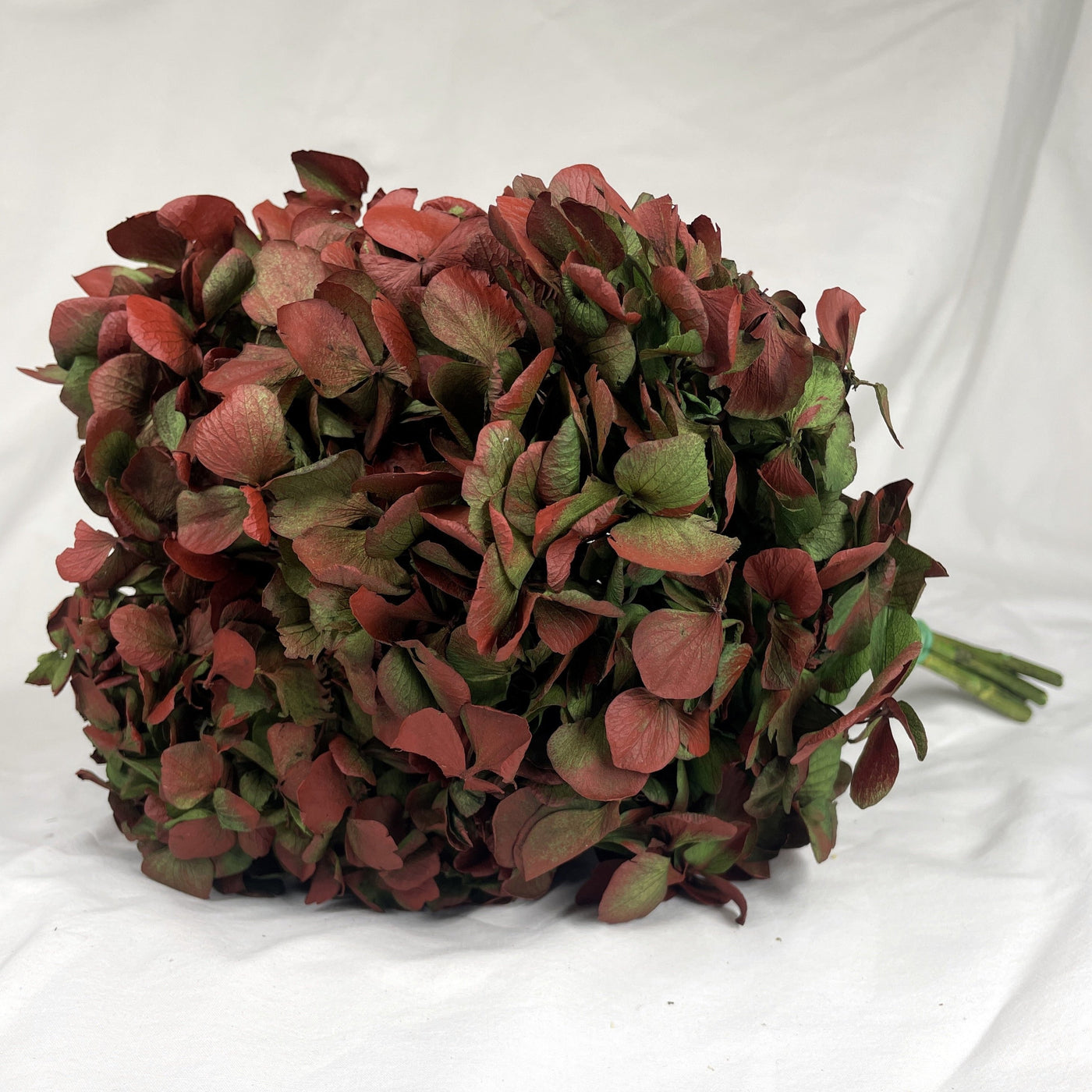 Tête Hortensia Stabilisé Bicolore Vert Rouge | Ateliers Ouchamp